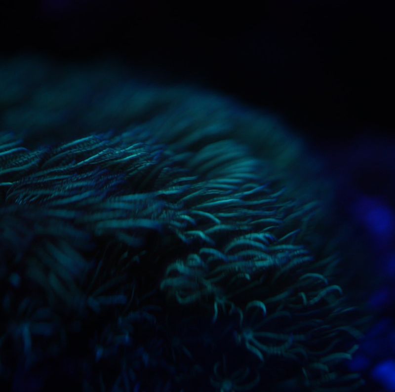 サンゴ,ソフトコーラル,スターポリプ | Aquarium TALLMAN