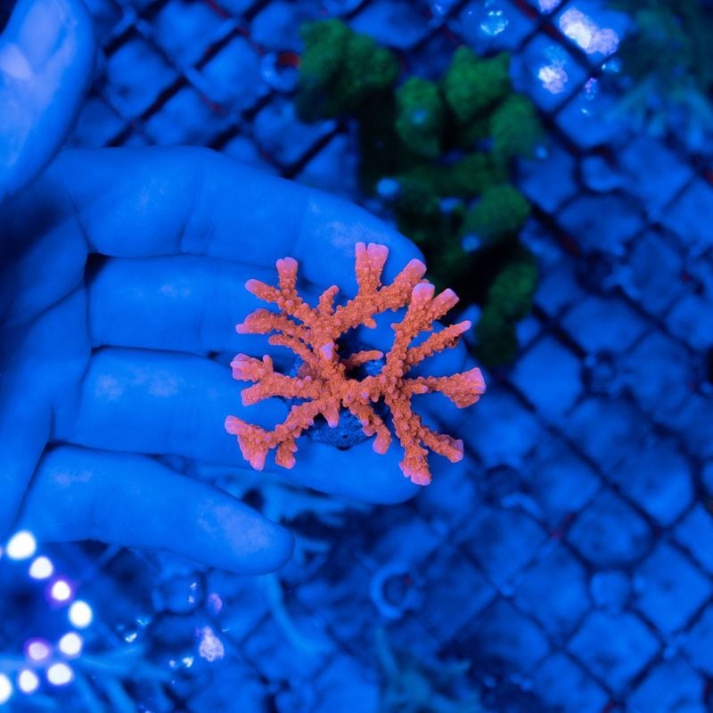サンゴ,SPS Coral,コモンサンゴ | Aquarium TALLMAN