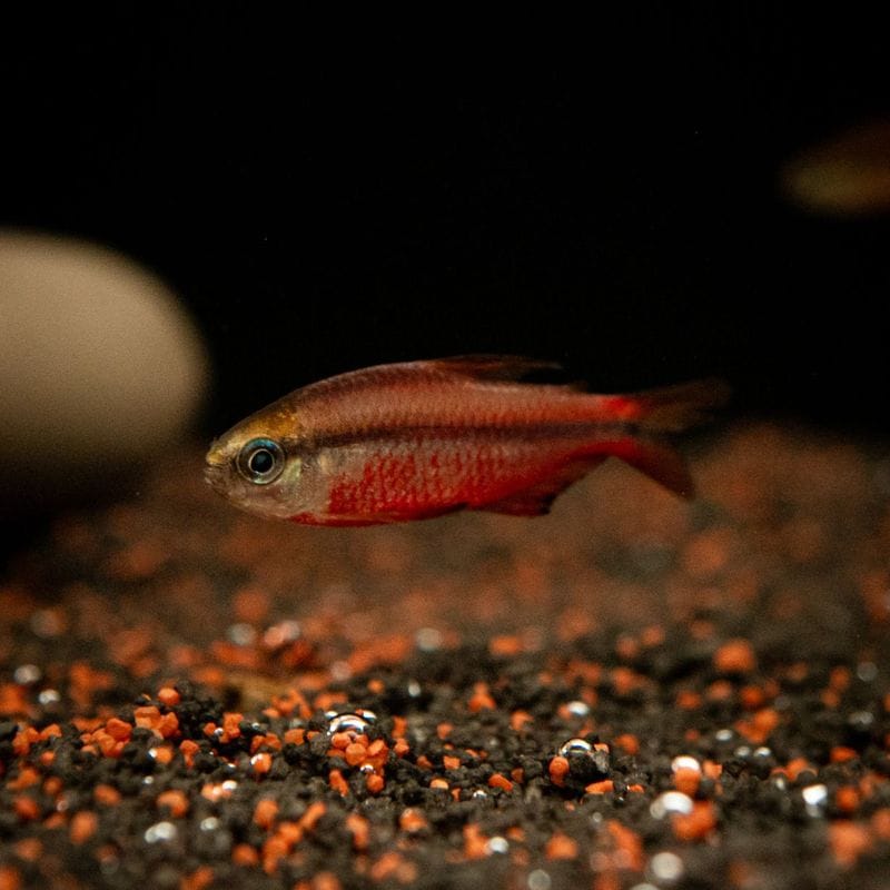 スーパーレッドデビルテトラ　（3匹16,800円）