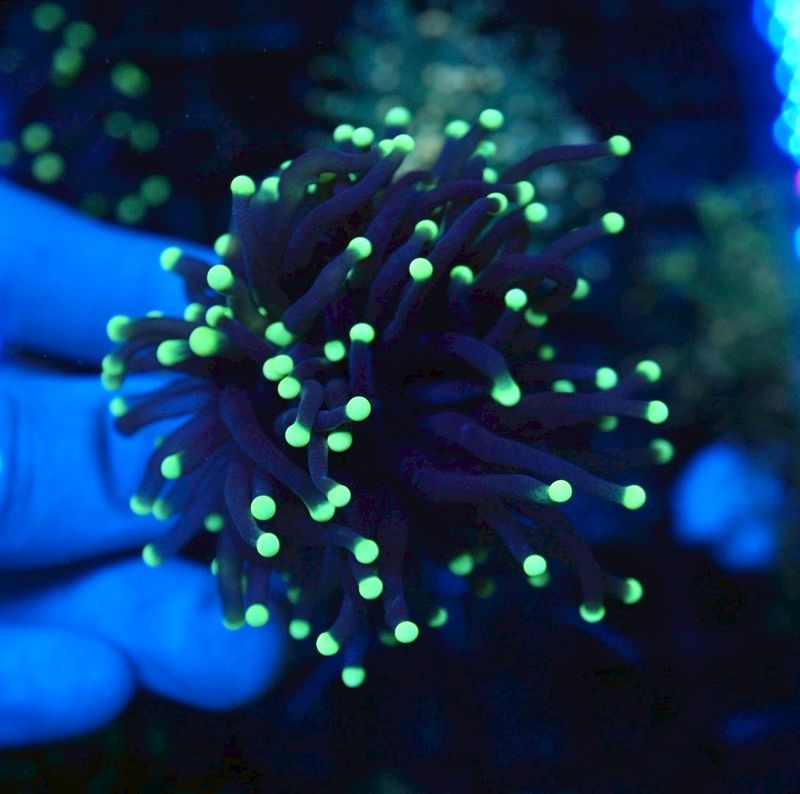 サンゴ,LPS Coral,ハナサンゴ | Aquarium TALLMAN