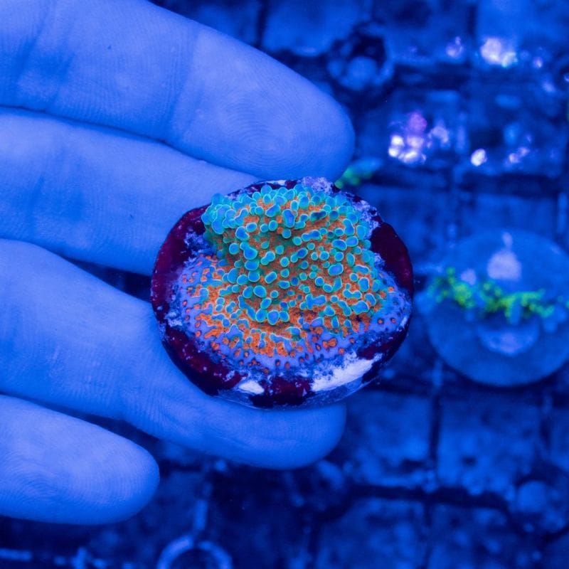 サンゴ,SPS Coral,コモンサンゴ | Aquarium TALLMAN