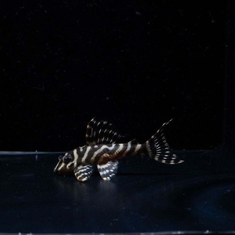 N&Nブリード　N32　No.2