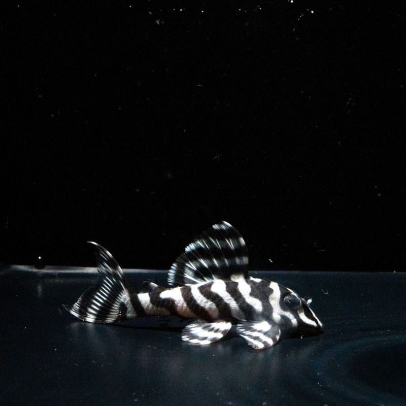 Aoriブリード　JUN×KOH　No.1