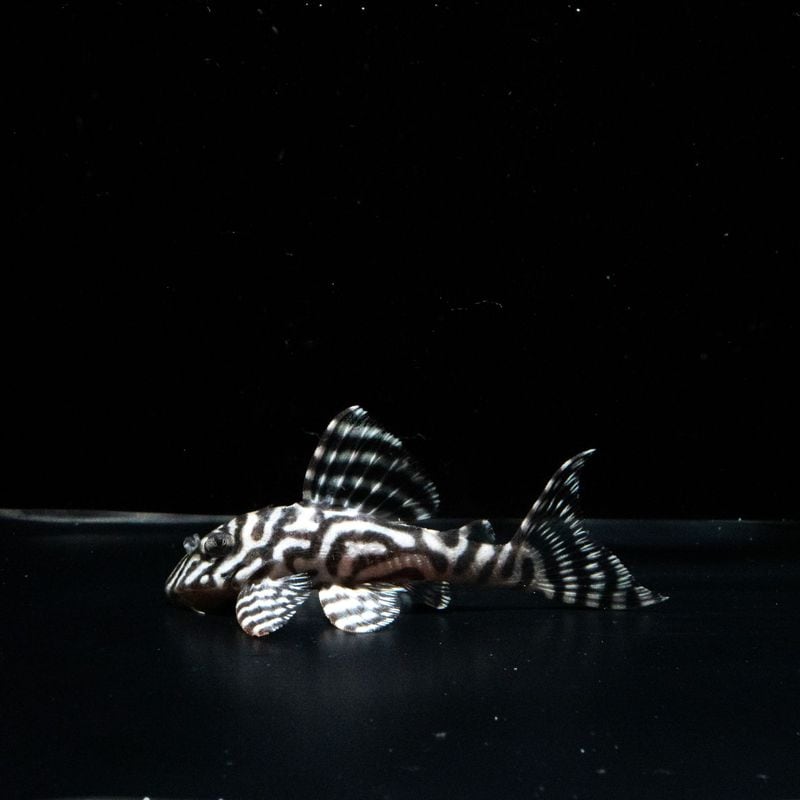 Aoriブリード　JUN×KOH　No.2