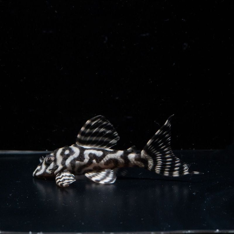 Rioブリード　(Ver.3×Ver.1)×(Ver.5×Ver.5)　No.1