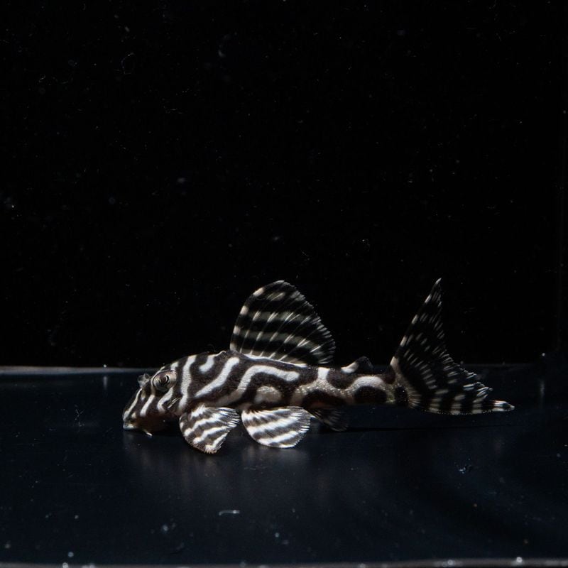 Rioブリード　(Ver.3×Ver.1)×(Ver.5×Ver.5)　No.2