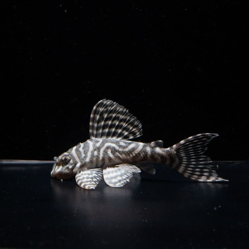 Fantomeブリード　G-style×JUNハッピーイエロー　No.2