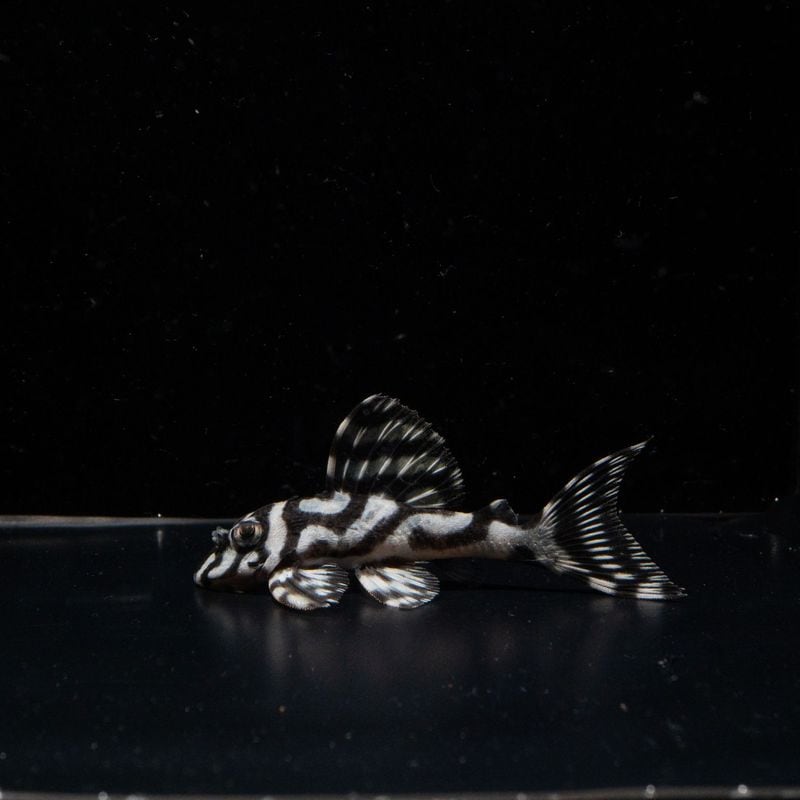 そらねこブリード　【(Ver.1×Ver.2)×DD】× (第二系統×第一エースの子)　No.1