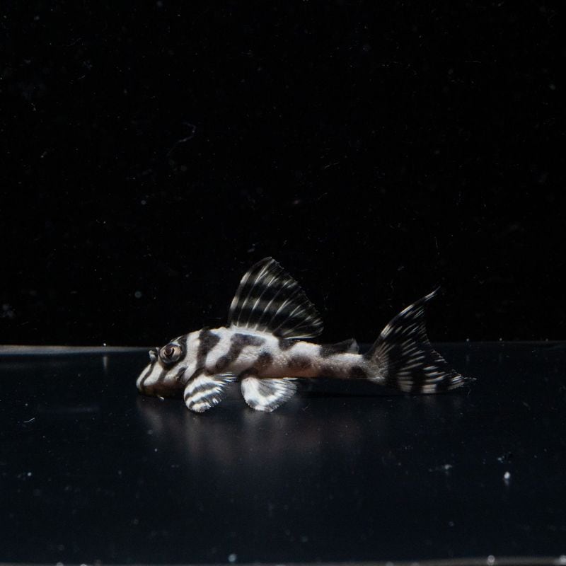 そらねこブリード　【(Ver.1×Ver.2)×DD】× (第二系統×第一エースの子)　No.3