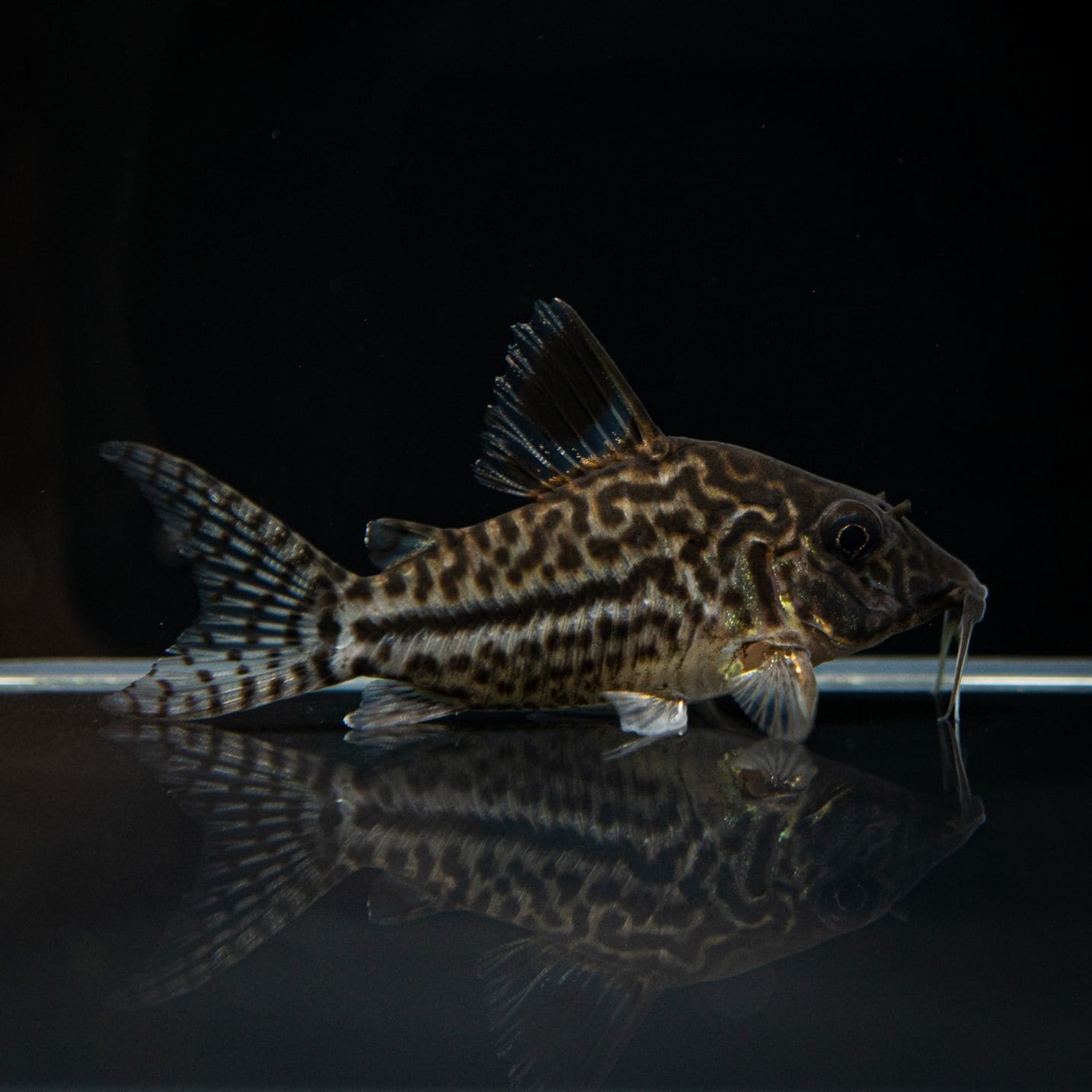 Grande Man】コリドラス レオパルダス ペルー | 熱帯魚(淡水魚 Grande Man】コリドラス レオパルダス ペルー | 熱帯魚(淡水魚