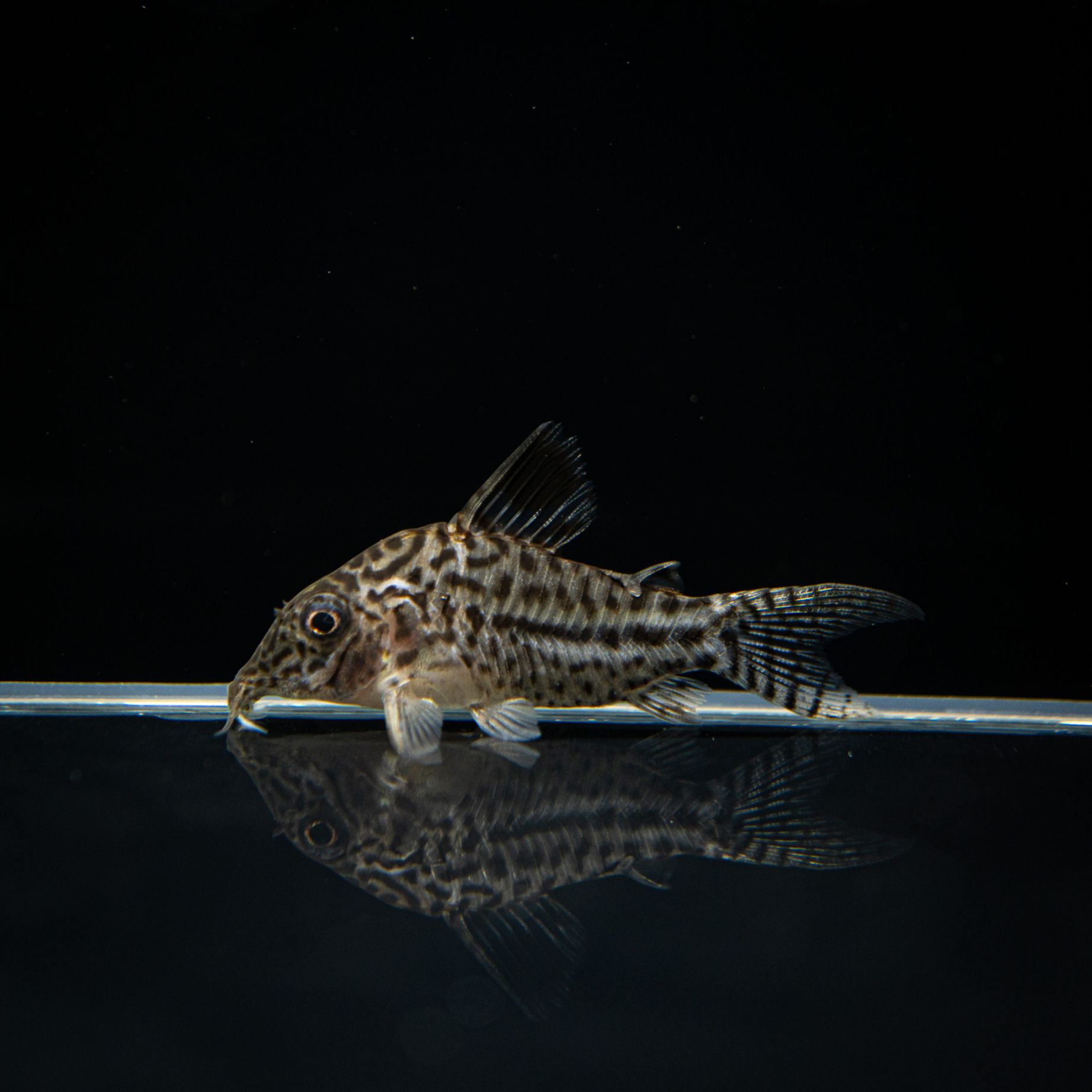 コリアス（1オス・オランダ産） Grande Man】コリドラス レオパルダス ペルー | 熱帯魚(淡水魚