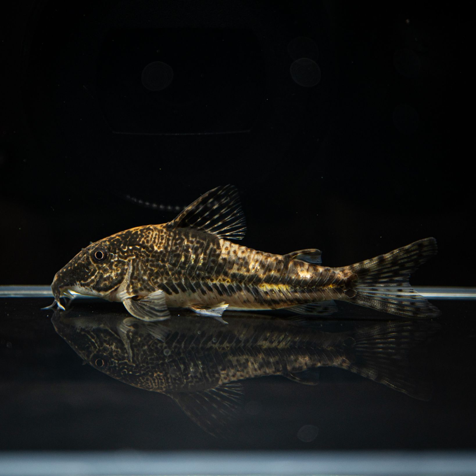 Grande Man】スクレロミスタックス バルバータス ペア ブラジル