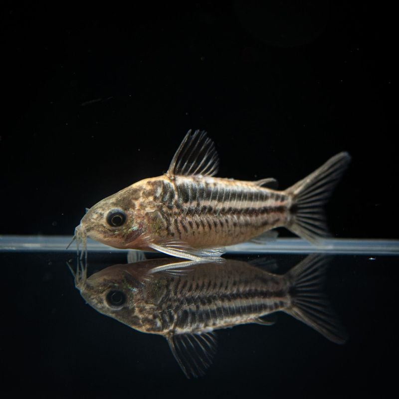 【Grande Man】コリドラス　エレガンス　ペルー