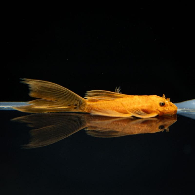 【Grande Man】ロングフィンスーパーレッドブッシープレコ　EUブリード