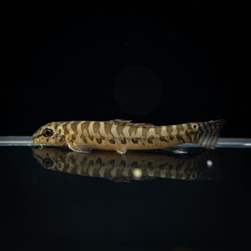 【Grande Man】ジッパーローチ