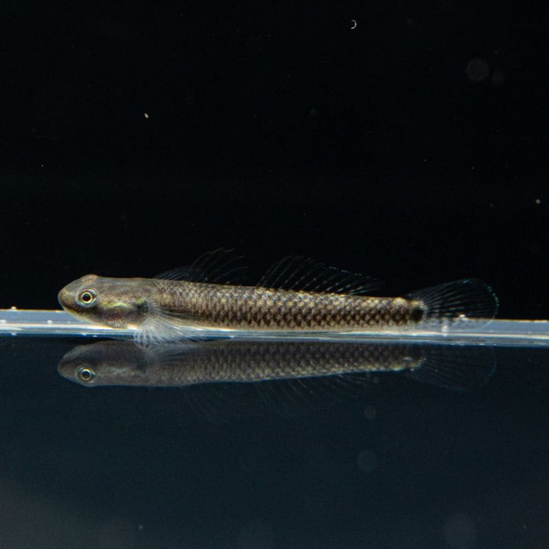 【Grande Man】コンテリボウズハゼ