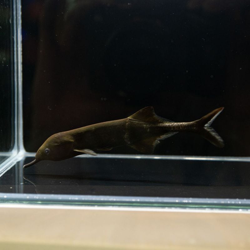 【Grande Man】エレファントノーズ