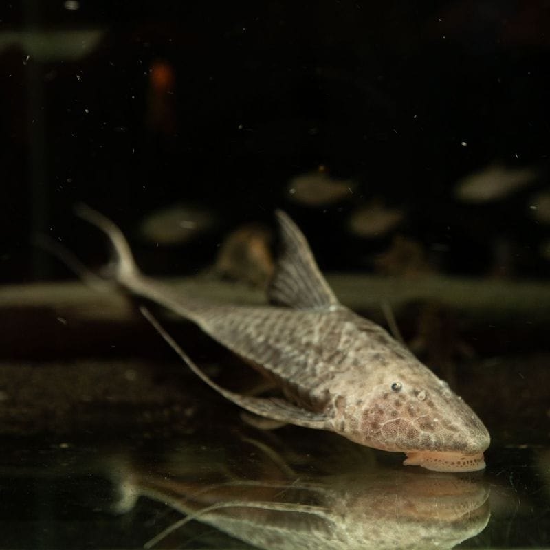 【Grande Man】コメットロリカリア