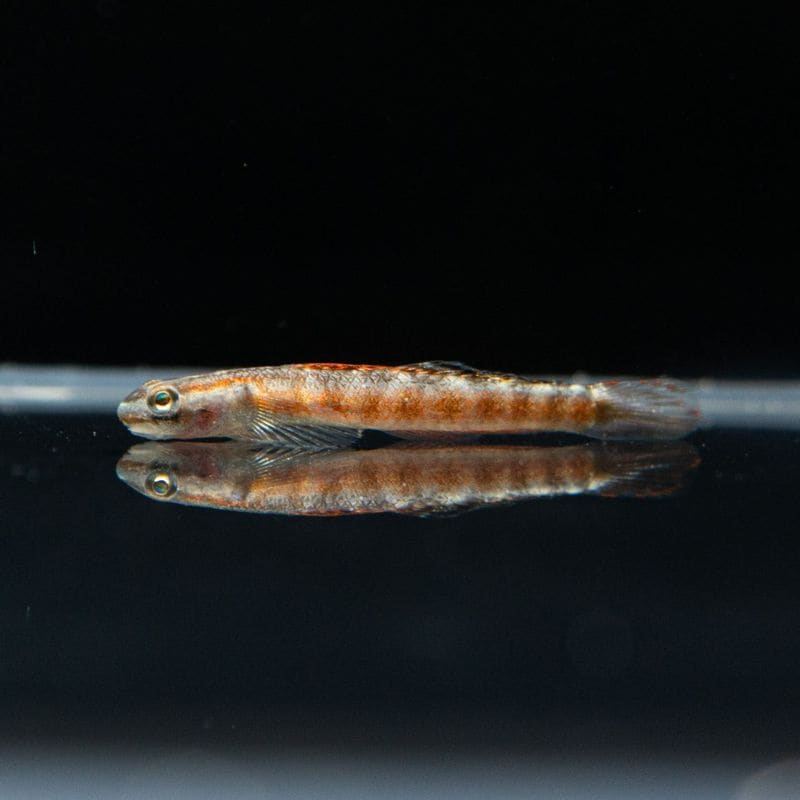 【Grande Man】スティフォドン　ルティラウレウス