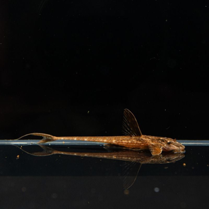 【Grande Man】リネロリカリアsp.　レッド