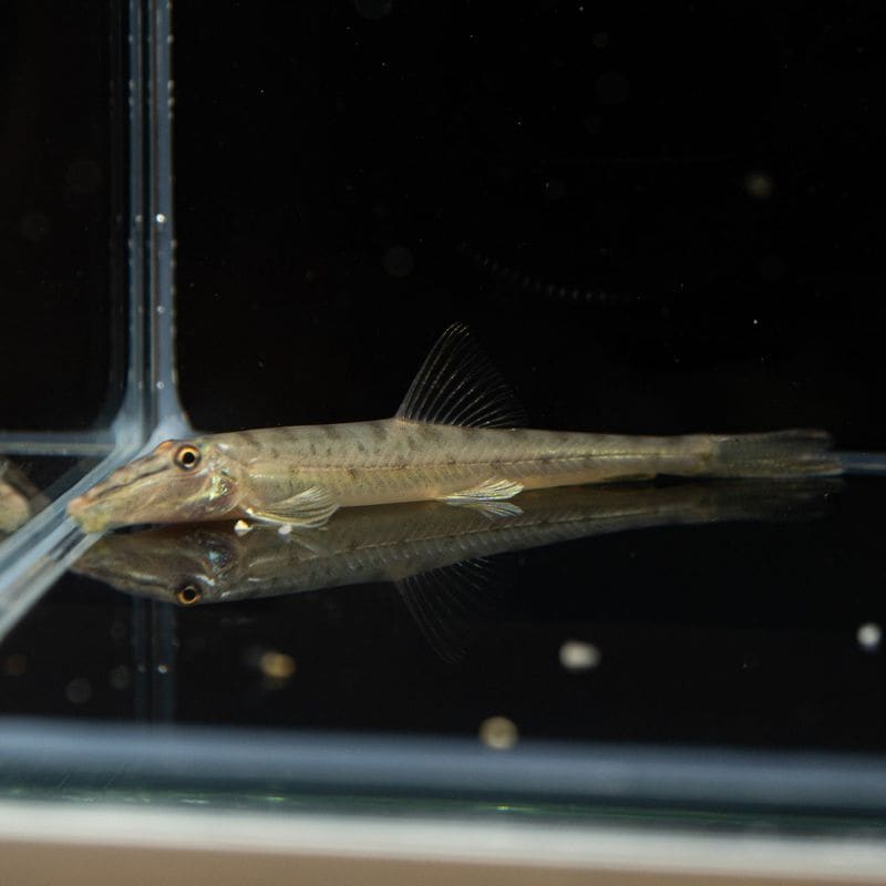 【Grande Man】ホースフェイスローチ