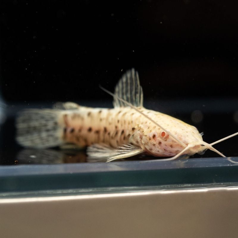 【Grande Man】アルビノブロッチホプロ