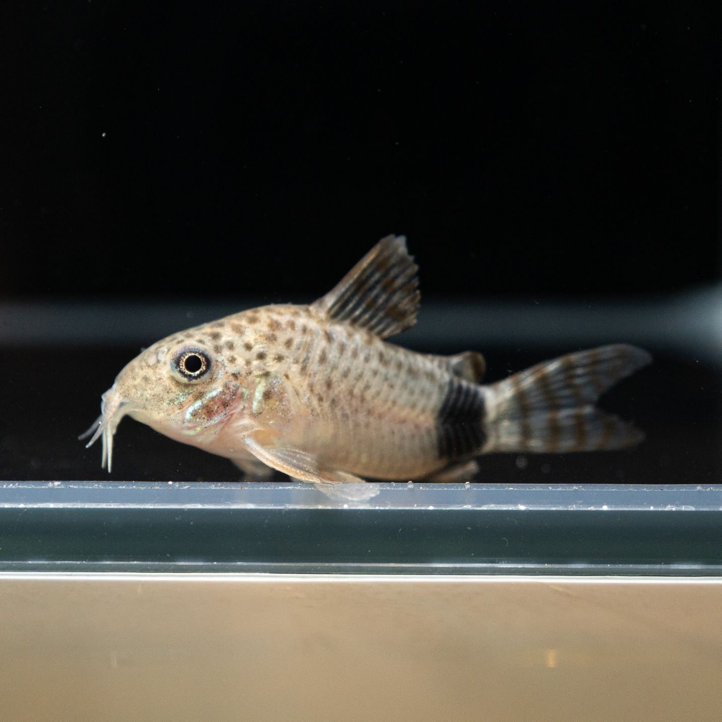 Grande Man】コリドラス カウディマキュラータス 東南ブリード