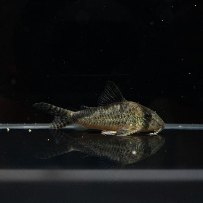 【Grande Man】コリドラス　ロングノーズロクソゾヌス　コロンビア