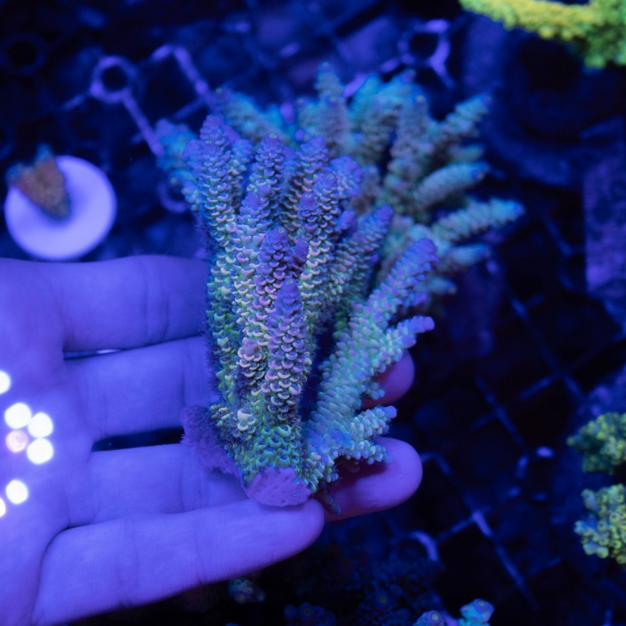 インドネシア ウスエダミドリイシ～Rainbow～ | すべての商品