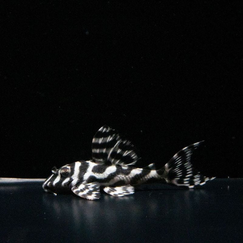 サンミーブリード　【Ver.5×(Ver.1×Ver.3)】×【(Ver.1×Ver.2)×Ver.1sp】　No.3　約5.5cm