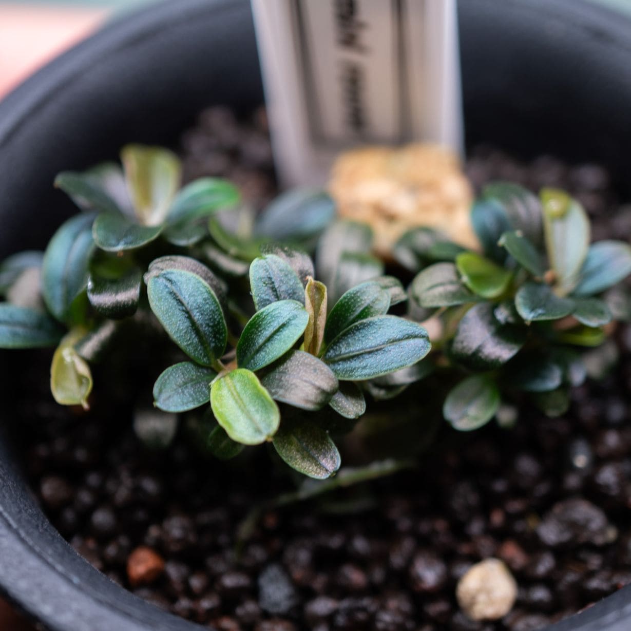 ブセファランドラ sp.クダカンミニラウンド sreepadma | すべての商品