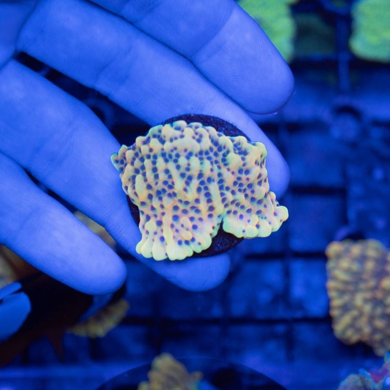 ウスコモンサンゴ　レッド　2つセット サンゴ,SPS Coral,コモンサンゴ | Aquarium TALLMAN