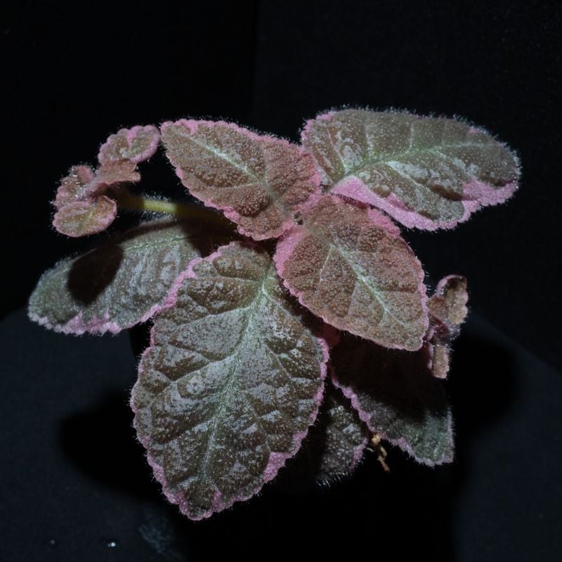 エピスシア　’ピンクスモーク’