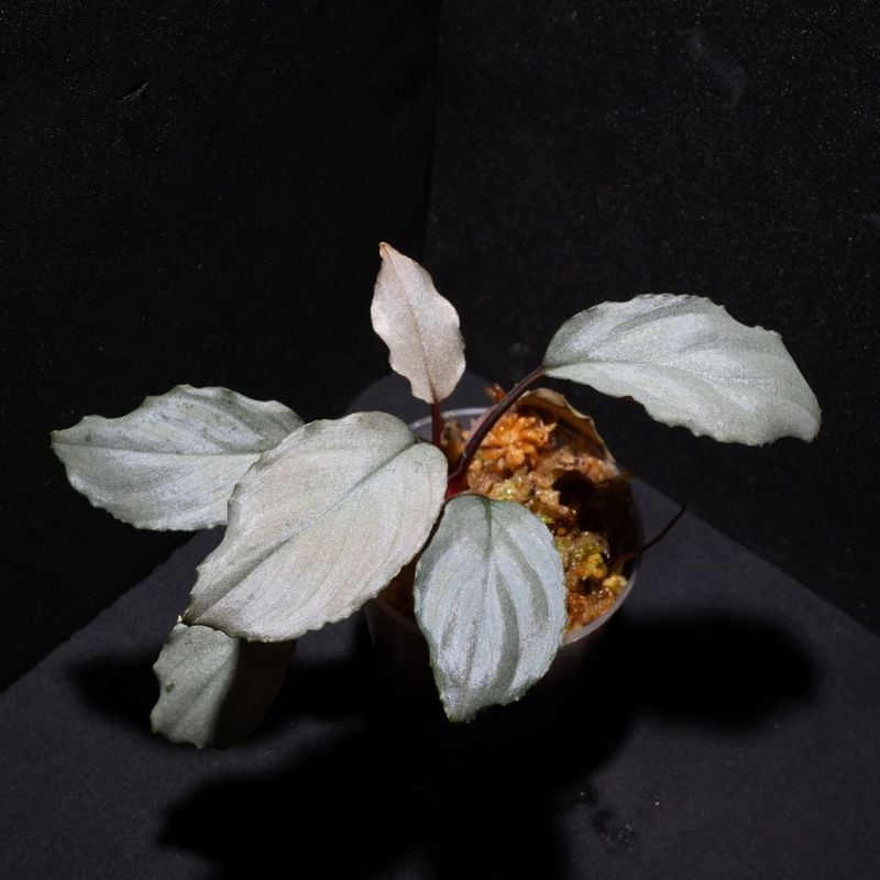 Homalomena sp. Platinum Frill