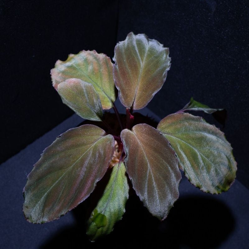 Homalomena sp. 