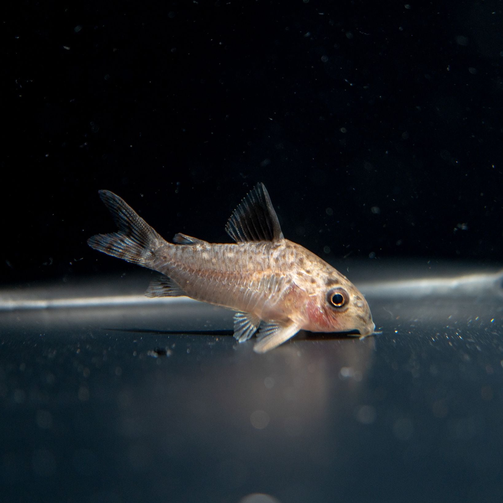 コリドラス Grande Man】コリドラス cf. パラグア グァポレ | 〇【Grande