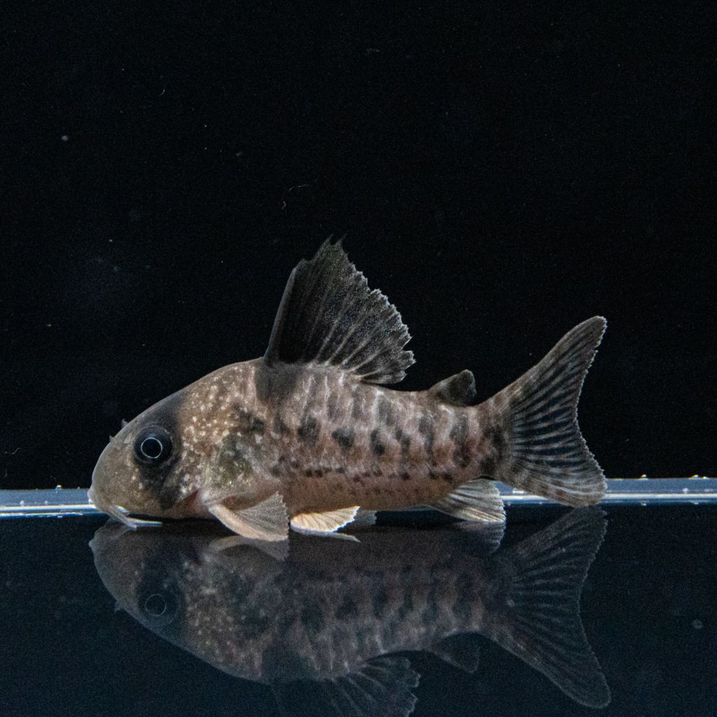 Grande Man】コリドラス アンチェスター 台湾ブリード | 熱帯魚(淡水魚