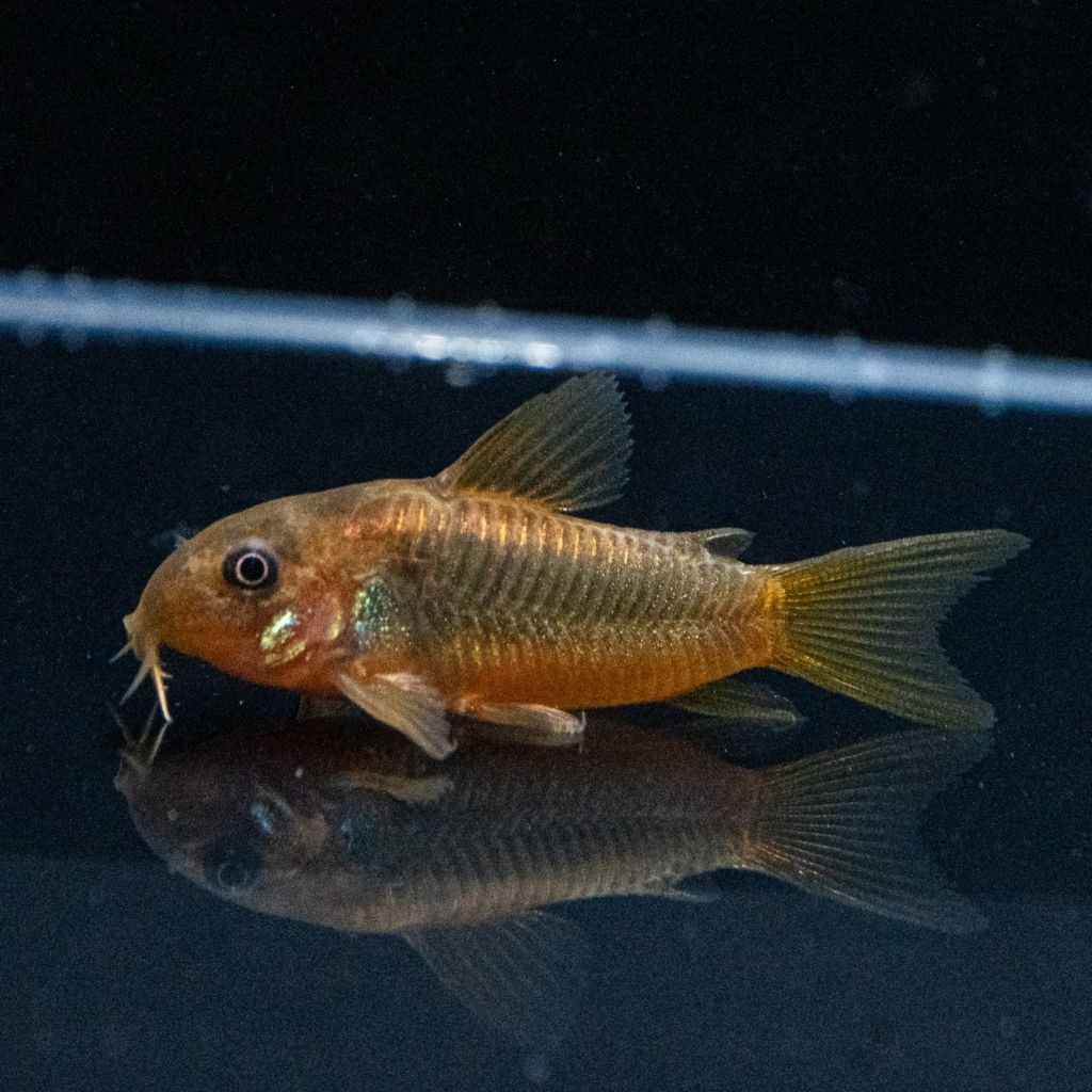 コリドラス 楽天市場】Cesto Drainer Small セストドレイナー Sサイズ