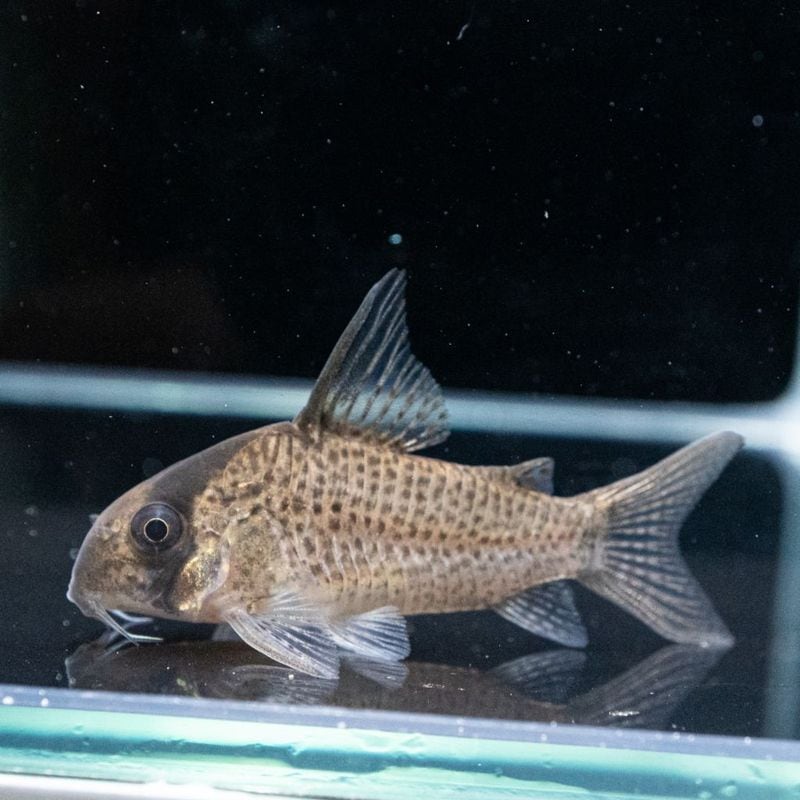 【Grande Man】コリドラス　カネイ　リオ・ブランコ