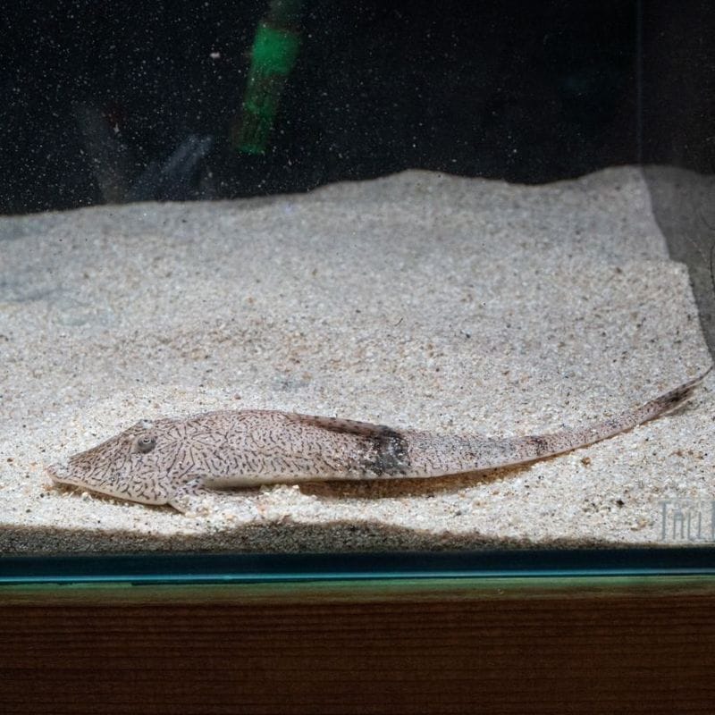 【Grande Man】カメレオンロリカリア　コロンビア