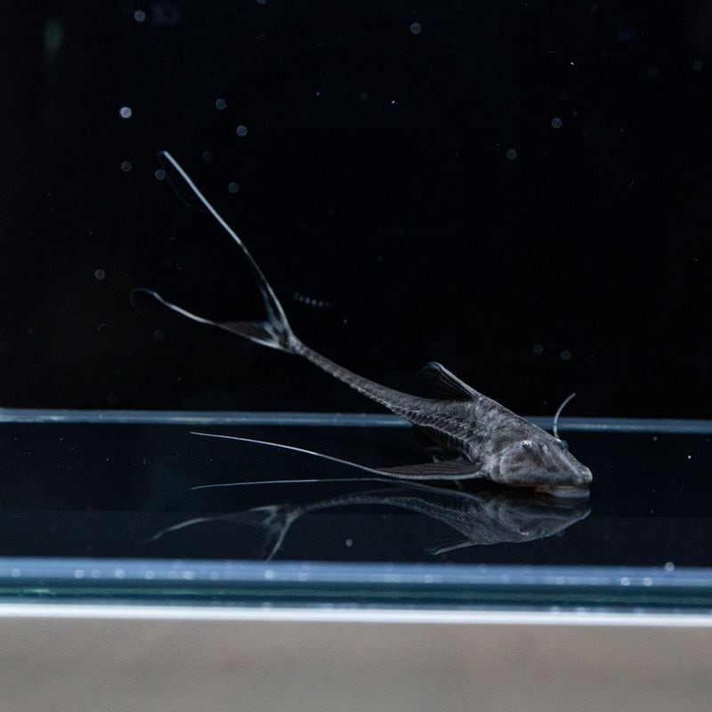 【Grande Man】スーパーブラックロリカリア　ペルー