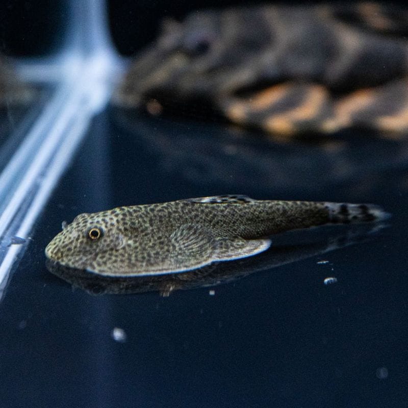 【Grande Man】チャイナバタフライプレコ