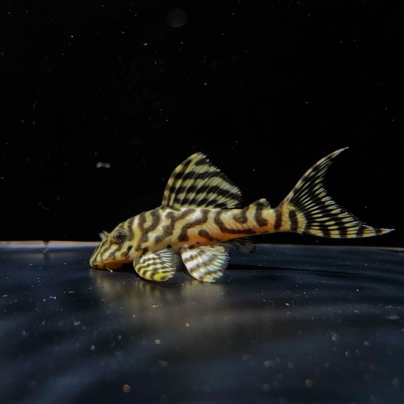 キンペコ 10匹セット