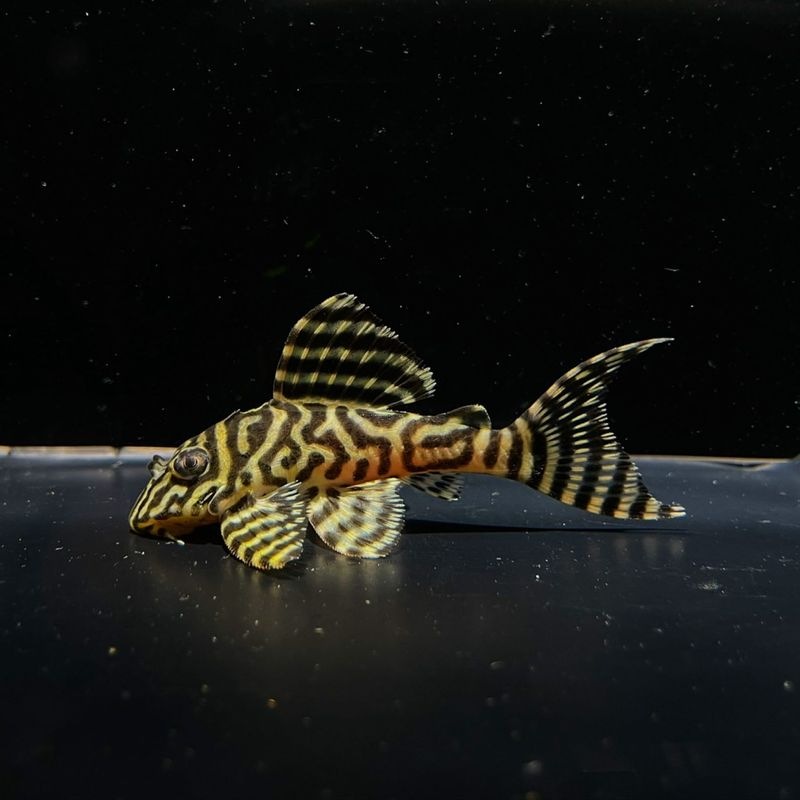 Aoriブリード　三代目　No.3　約7cm