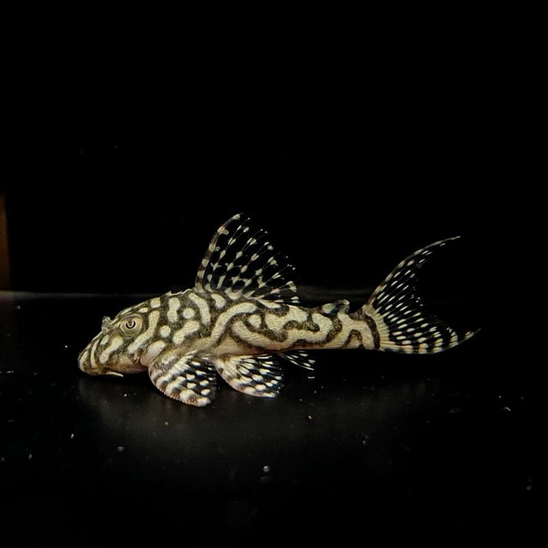 キンペコ プレコ まとめ売り 熱帯魚