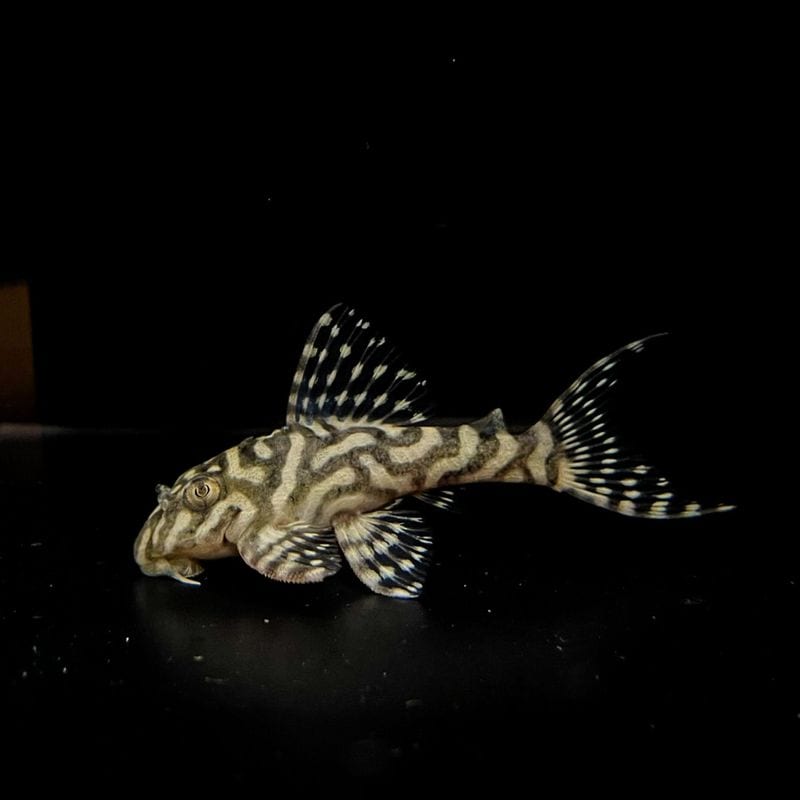 N&Nブリード　N3 Jr.　No.2