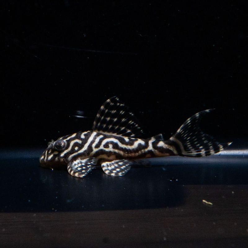 N&Nブリード　N3 Jr.　No.3