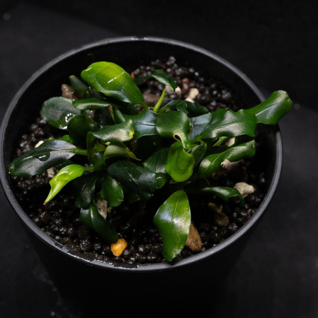 ブセファランドラ　PG ブセファランドラ PG ブセファランドラ PG （Bucephalandra sp