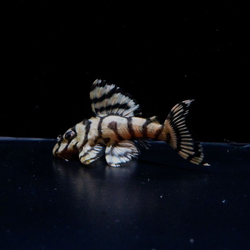 N&Nブリード　N2　No.1　約5.5cm