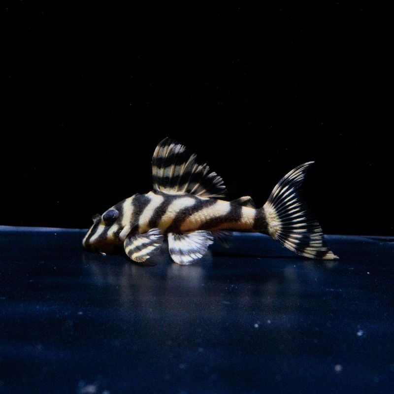 N&Nブリード　N2　No.2　約5.5cm